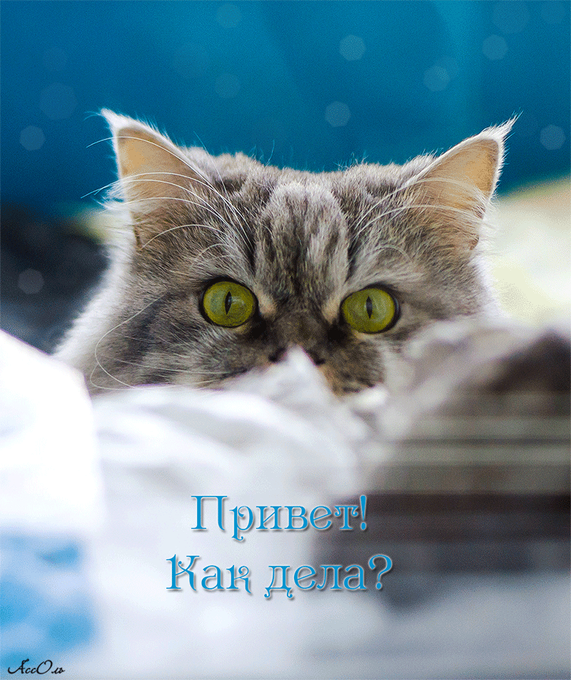 клевые картинки привет