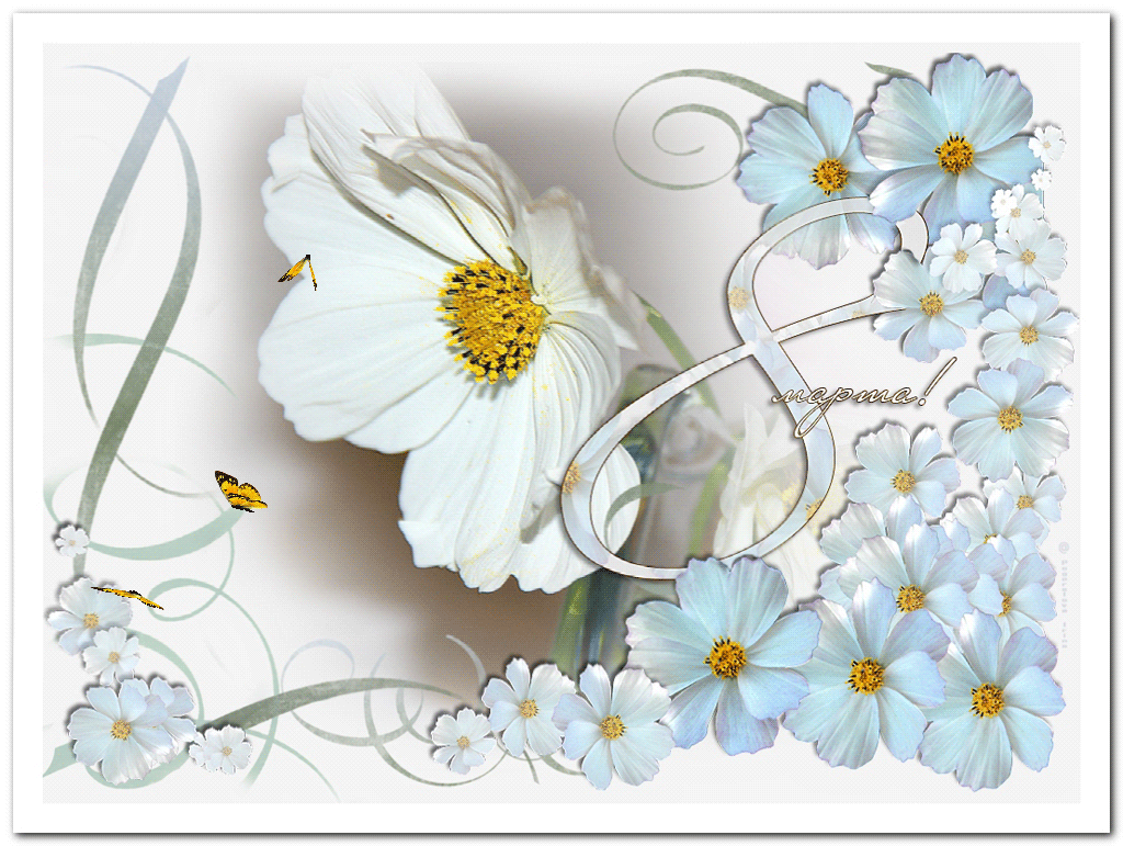 8 марта международный женский день нежные открытки с ромашками 8 марта международный женский день праздник прекрасных дам открытки с красивыми белыми цветами ромашками цветы весны нежные лёгкие напоминающие солнце белые лепестки