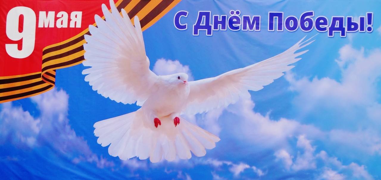 страны картинки ко дню победы с голубем глубокий насыщенный