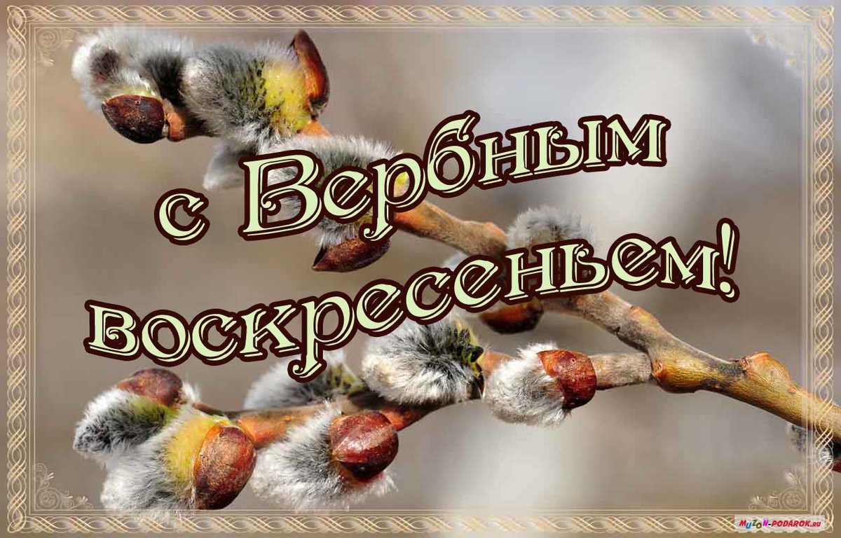 Вербное воскресенье православный праздник , открытка с вербой Вербное воскресенье православный праздник , открытка , картинка с изображением на открытке вербы , с вербным воскресеньем , вербы , красивые, весенние , пушистые вербы