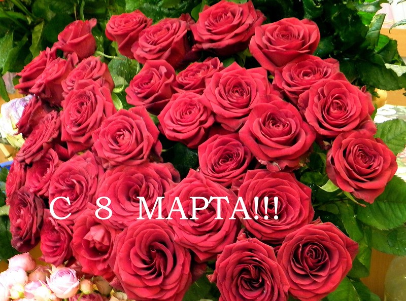 8 марта международный женский день праздник весны цветы красота 8 марта международный женский день праздник женщин красные красивые розы бархатные с поздравлением красота роскошь цветы для любимых женщин любимые цветы яркий красный цвет